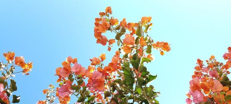Bougainvillea