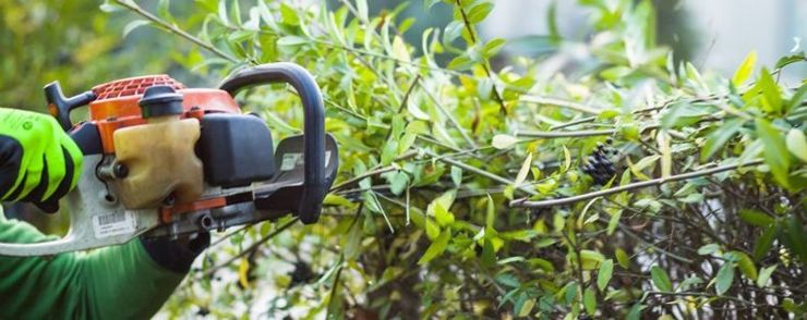 Hedge Trimming