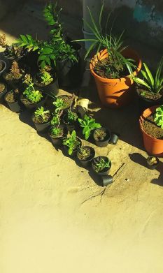 Water wise gardening